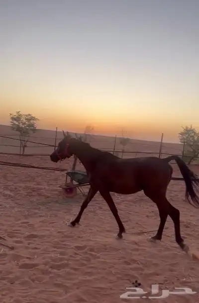 خيل عربي واهو 1