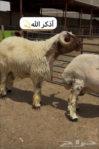فحل صنف خصم 0