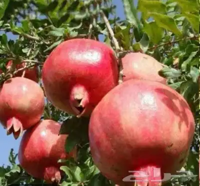 محصول رمان على الشجر للبيع 1