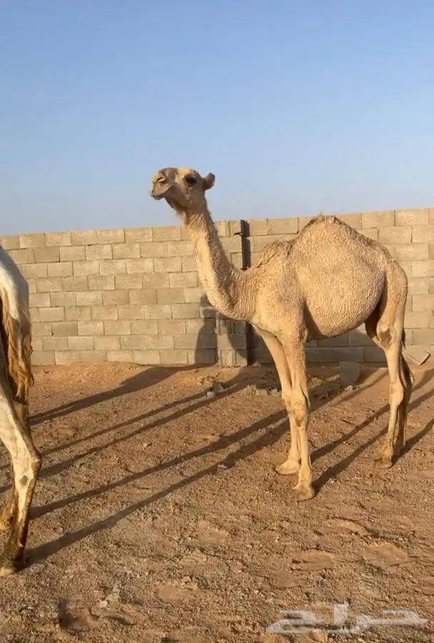 مفروده شقحا باتليه 1