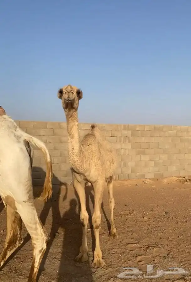 مفروده شقحا باتليه 0