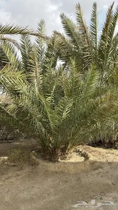 البرني اربع جثايث والصفري من السبع إلى الثمان جثايث 3