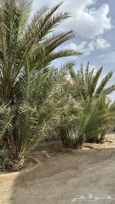 البرني اربع جثايث والصفري من السبع إلى الثمان جثايث 6
