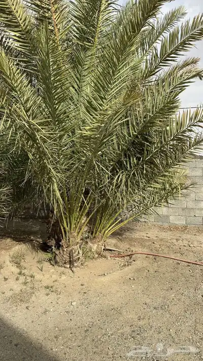 البرني اربع جثايث والصفري من السبع إلى الثمان جثايث 4