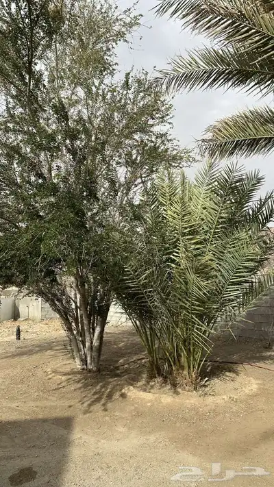 البرني اربع جثايث والصفري من السبع إلى الثمان جثايث 2
