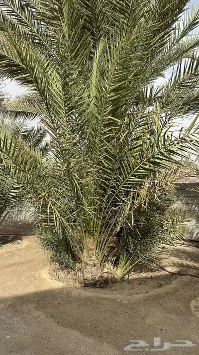 البرني اربع جثايث والصفري من السبع إلى الثمان جثايث 8