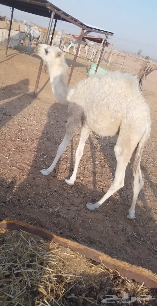 قعدان للبيع 1