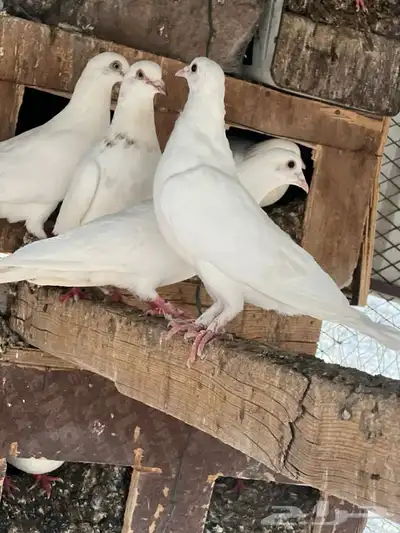 حمام فرنسي 6