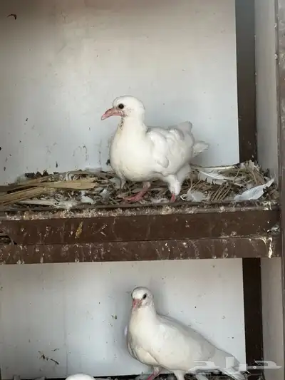 حمام فرنسي 7