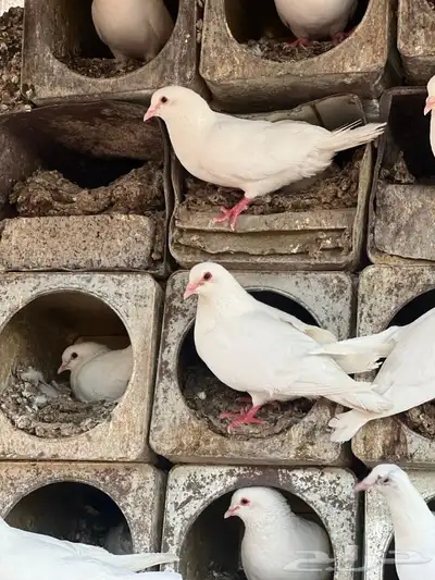 حمام فرنسي 4