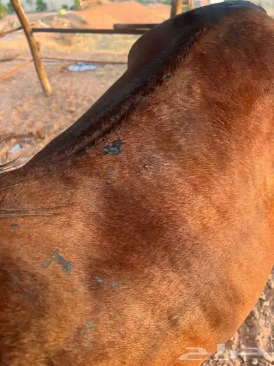 خيل عربي واهو 2