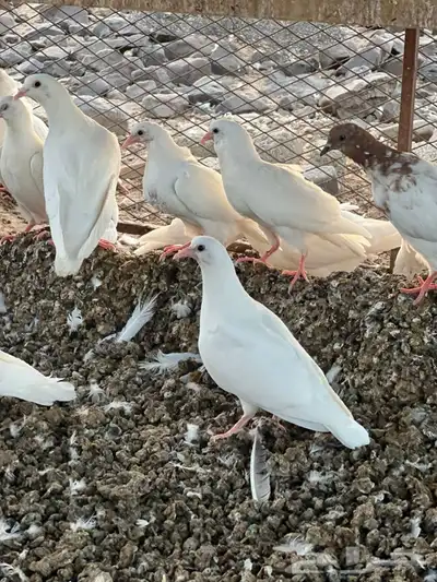 حمام فرنسي 3