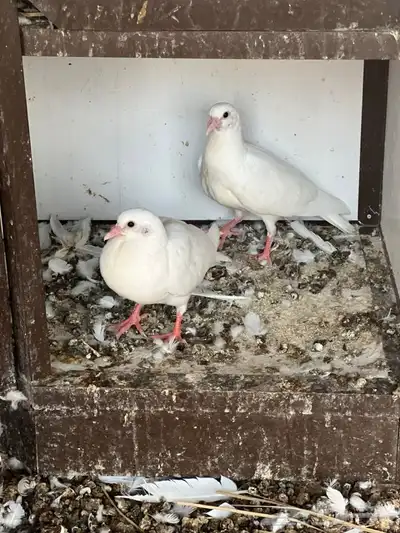 حمام فرنسي 5