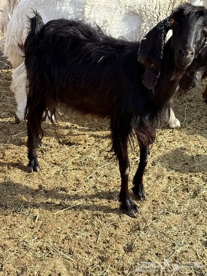 عنز للبيع 1