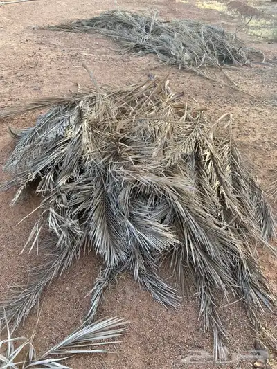 عسف 0