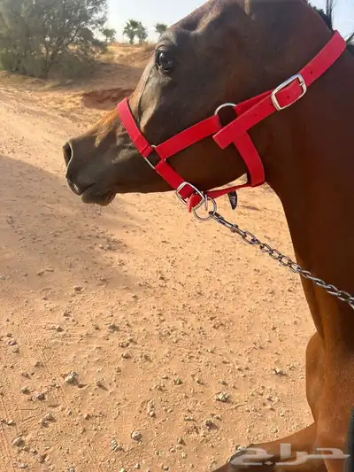 خيل عربي واهو 4