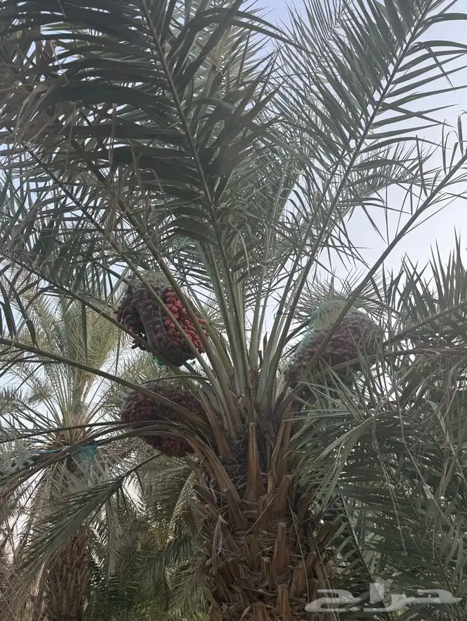 نخل خضري 1