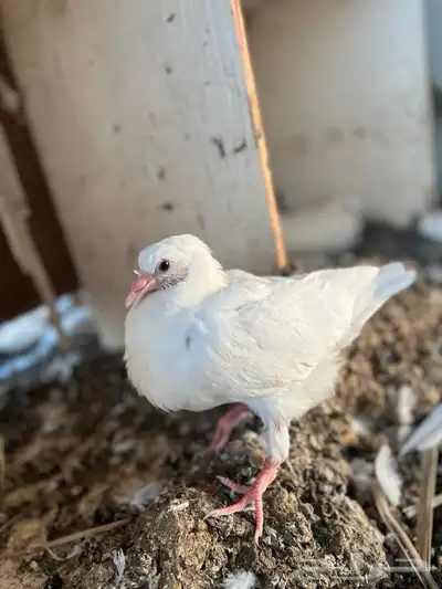 حمام فرنسي 8