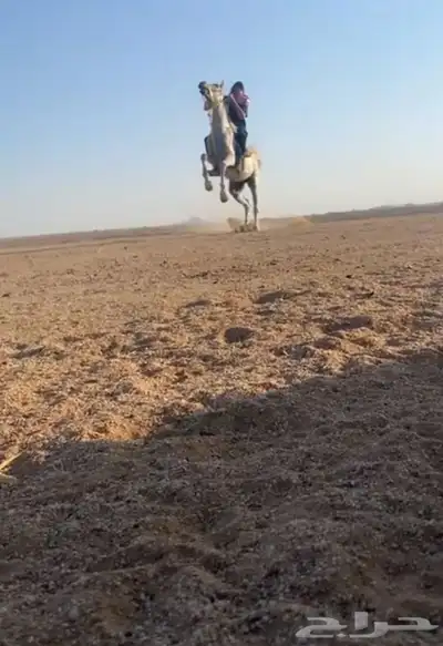حصان شعبي 0