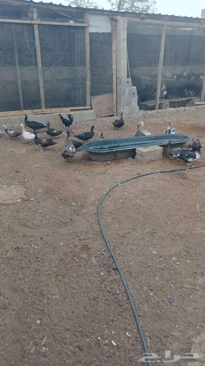 بط مصري عدد 19بياض 3