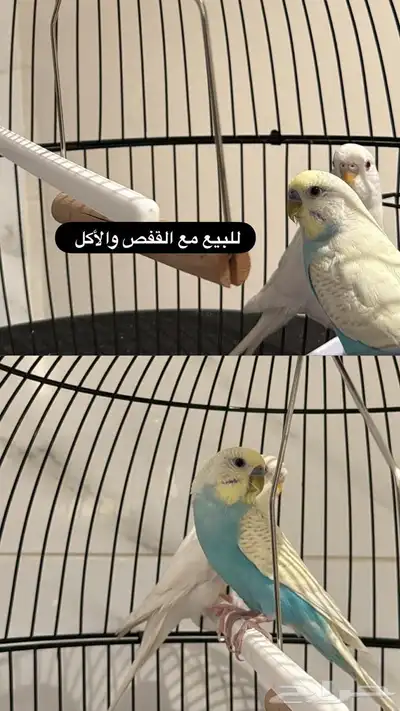 للبيع طيور 0