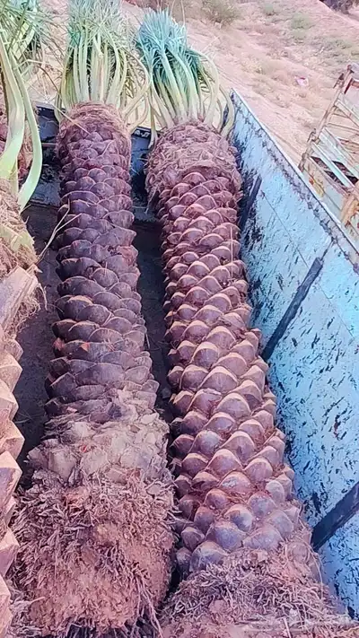 نخل 3