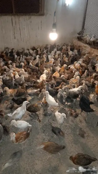 دجاج وصيصان 3