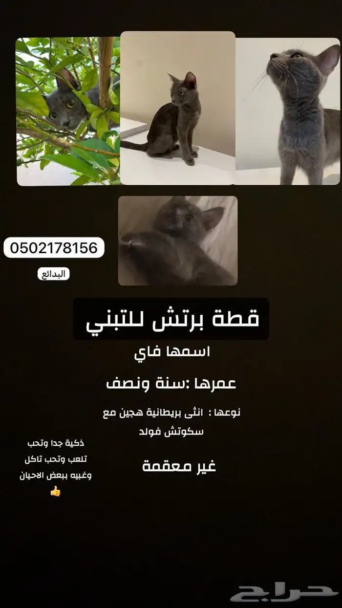 قطة برتش للتبني 1