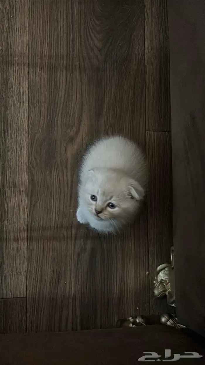 قطط من عمر شهرين للبيع 0