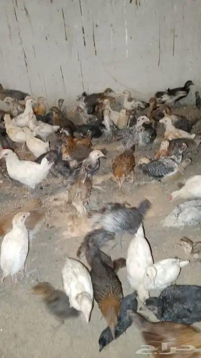 دجاج وصيصان 2