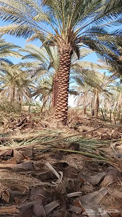 نخل 5