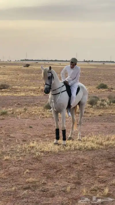 حصان سبوق للبيع 5