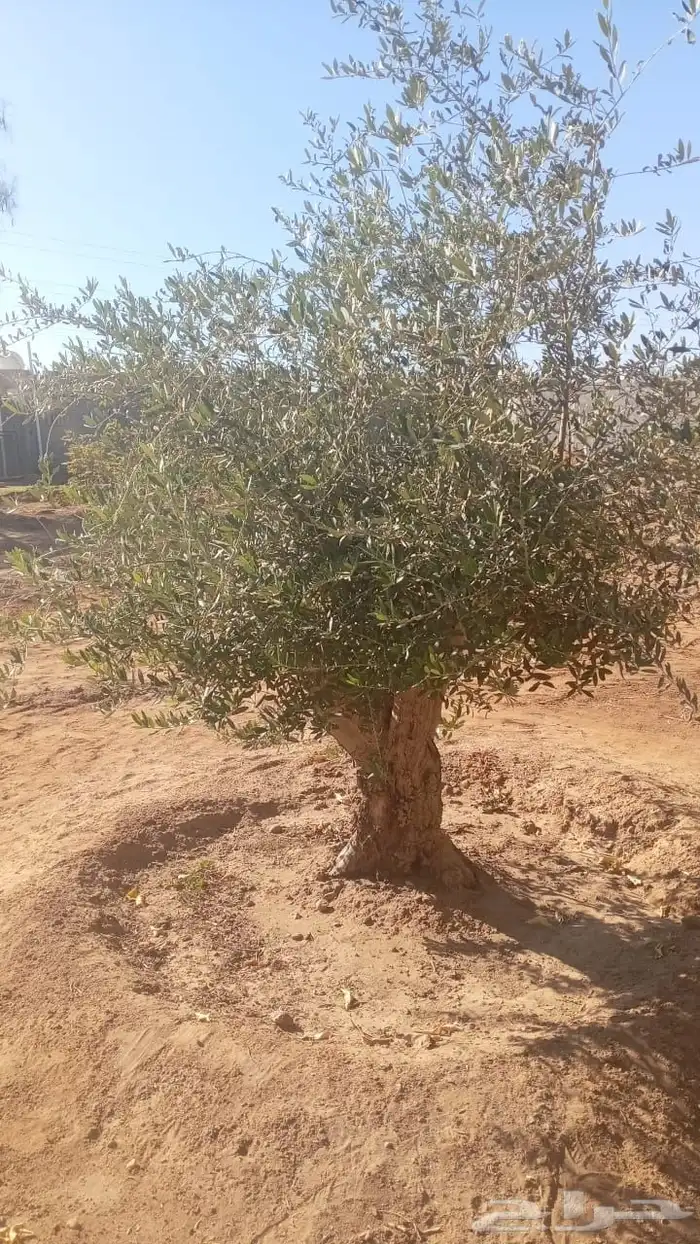 شجر زيتون ومعمر 34