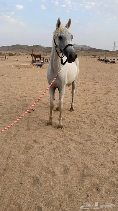 فرس مصرية 2