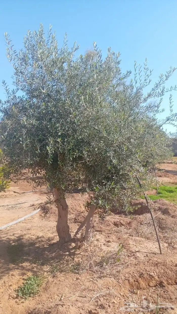 شجر زيتون ومعمر 35