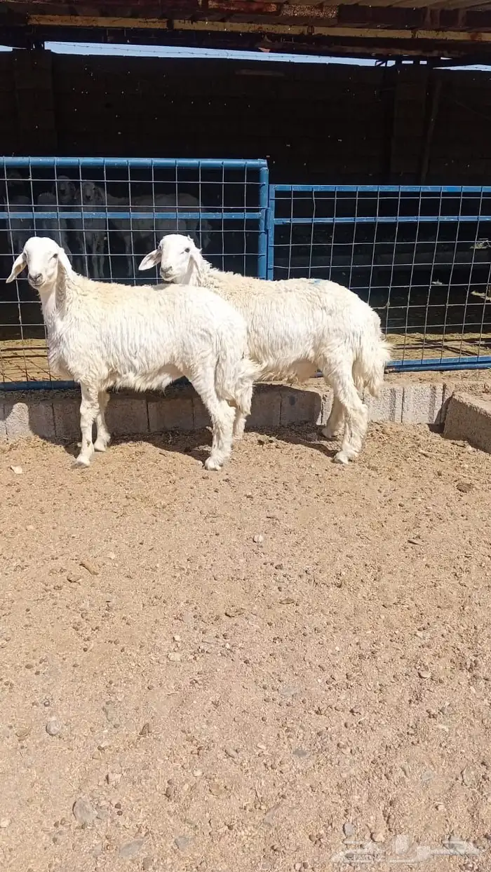 ذبايح اقساط من تابي وتمارا سواكن وحريات 0