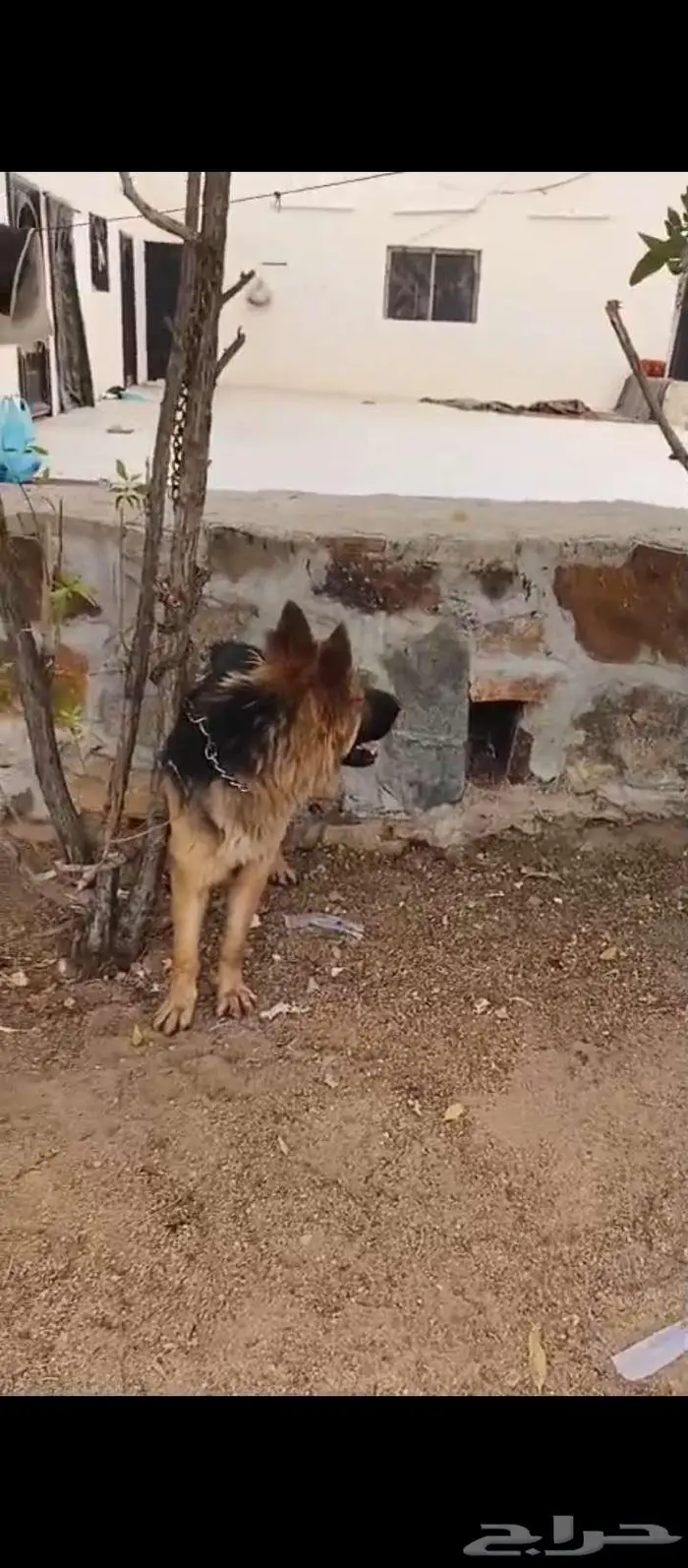 كلب جرمين شولاين 0