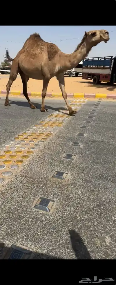 لقحه شعلا 1