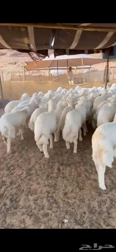 ذبايخ فاخره من الطايف 2
