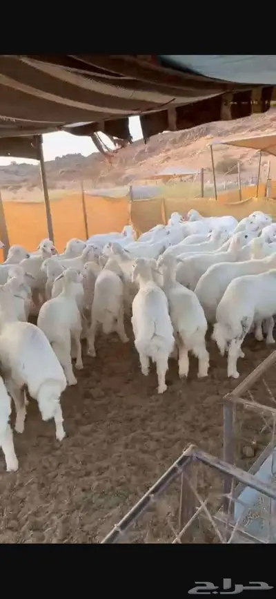 ذبايخ فاخره من الطايف 1