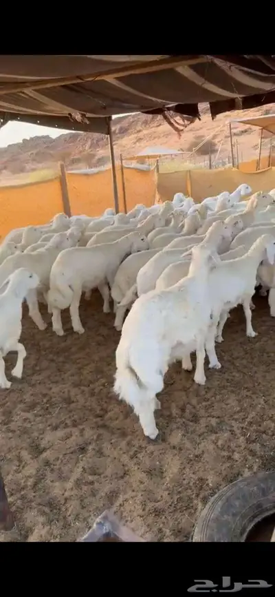 ذبايخ فاخره من الطايف 3