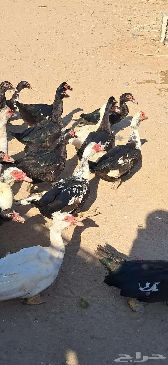 بط مسكوفي ذكور 0