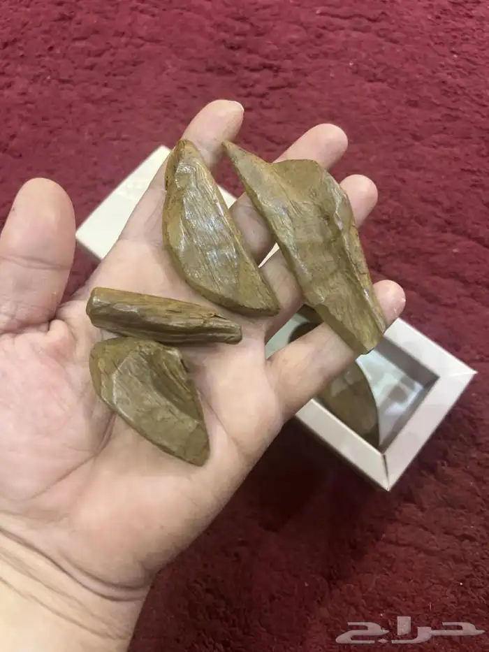 عود مروكي كنق محسن 1