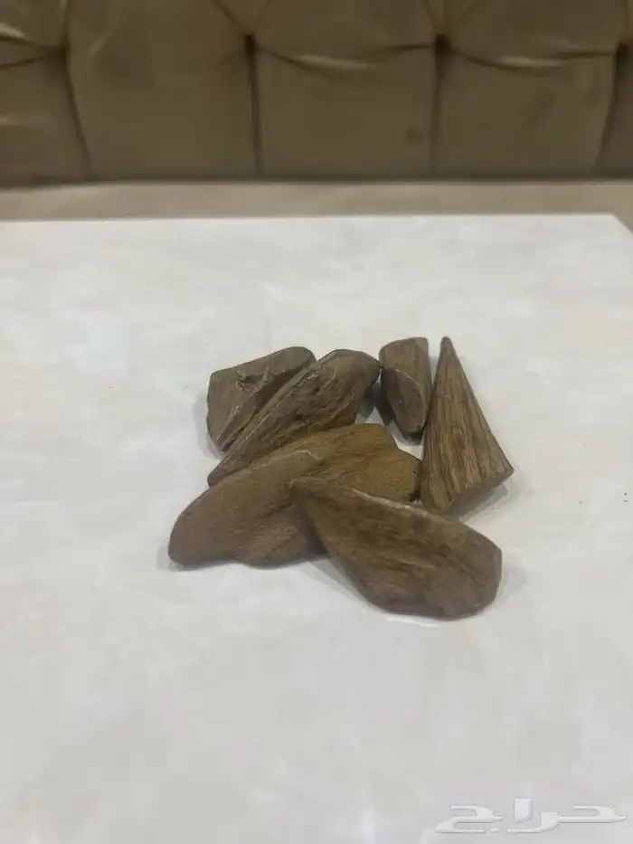 عود مروكي كنق محسن 0