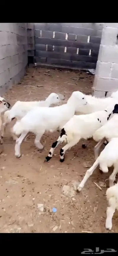 رخال 2
