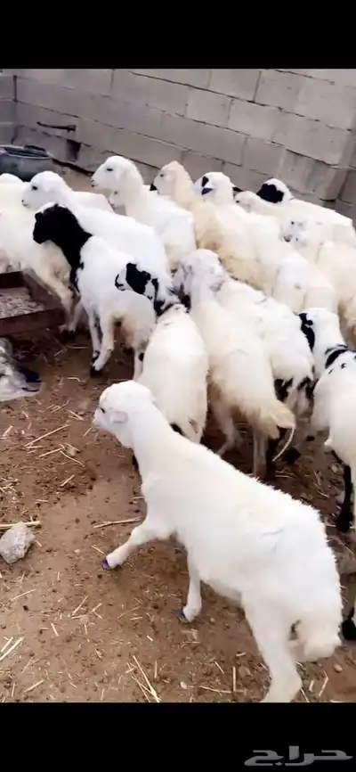 رخال 3