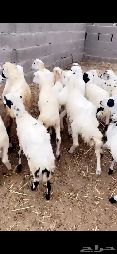 رخال 0