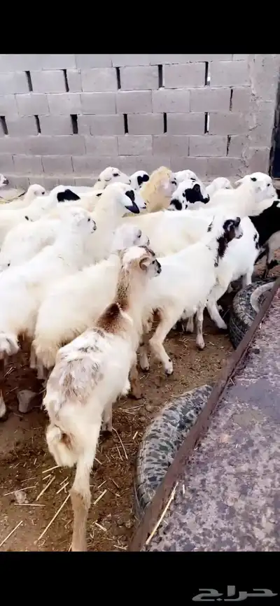 رخال 1