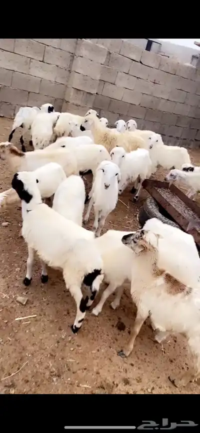 رخال 5