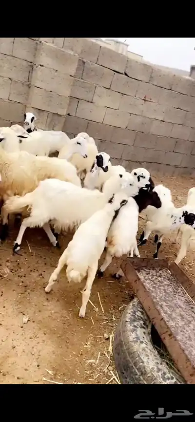 رخال 4